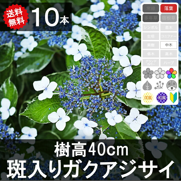 める 輸入アジサイ 苗 3種 国華園オンラインショップ / アジサイ