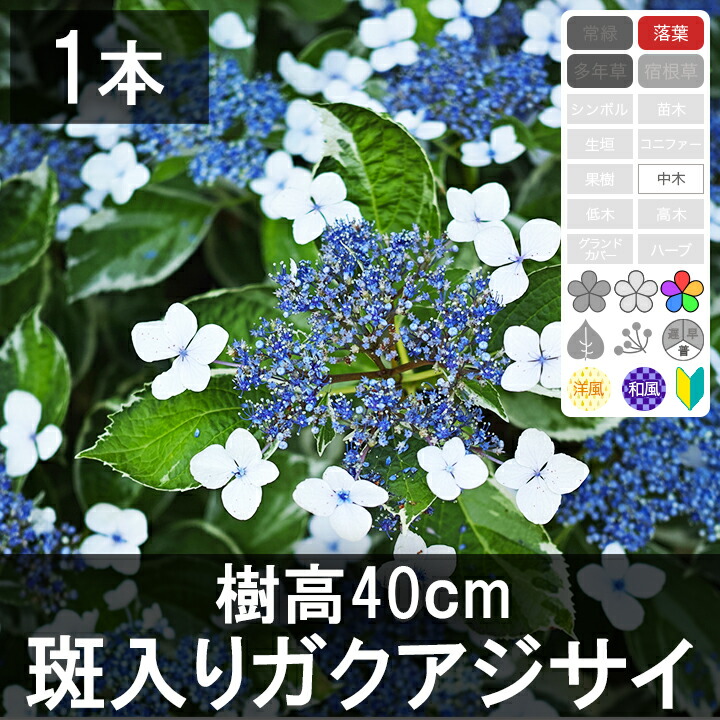 アジサイ 3色セット　8本 楽天市場】アジサイ セットの通販