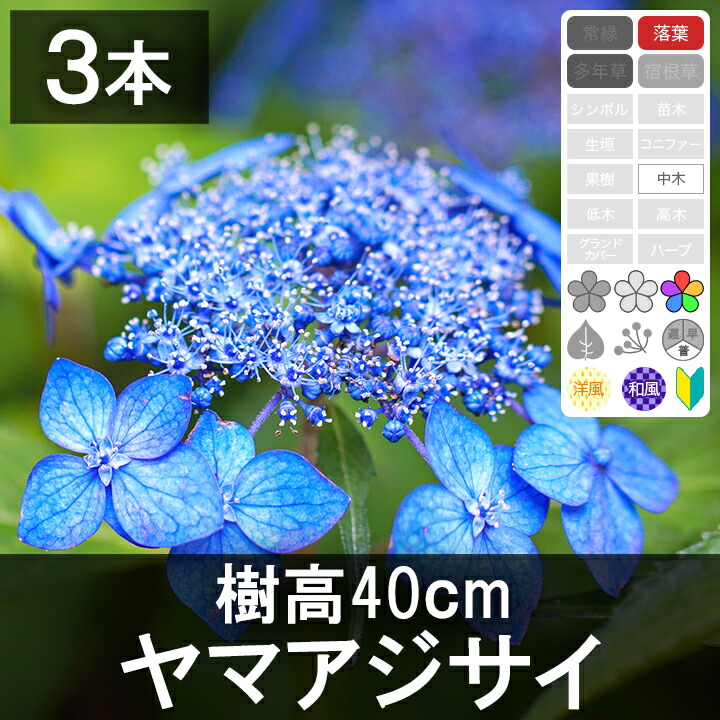 もり子　ヤマアジサイ 楽天市場】【現品】斑入ノリウツギ ヤマアジサイ 雪化粧