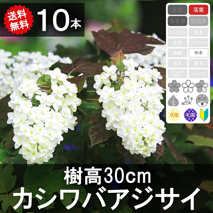◆送料無料◆【10本】　カシワバアジサイ 　樹高30cm～50cm程度｜グリーンロケット