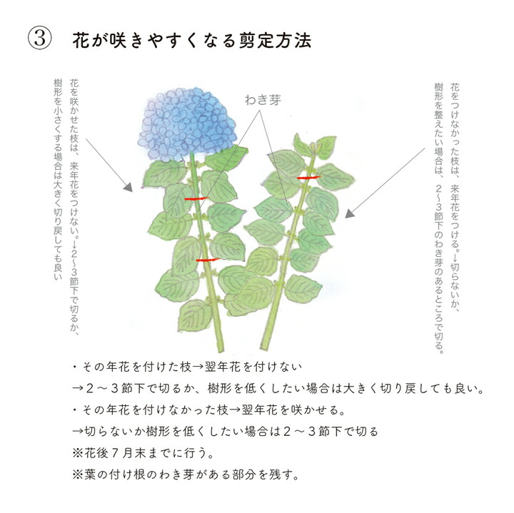 楽天市場 ガクアジサイ 樹高30cm 50cm程度 グリーンロケット