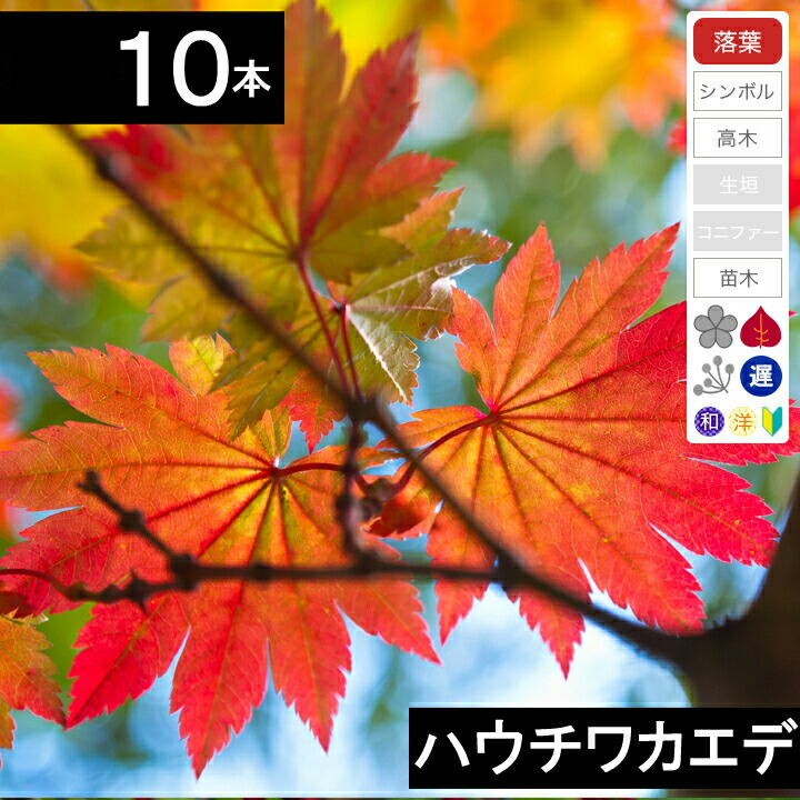 楽天市場】庭木 苗 コハウチワカエデ 8号(100〜120cm)【送料無料