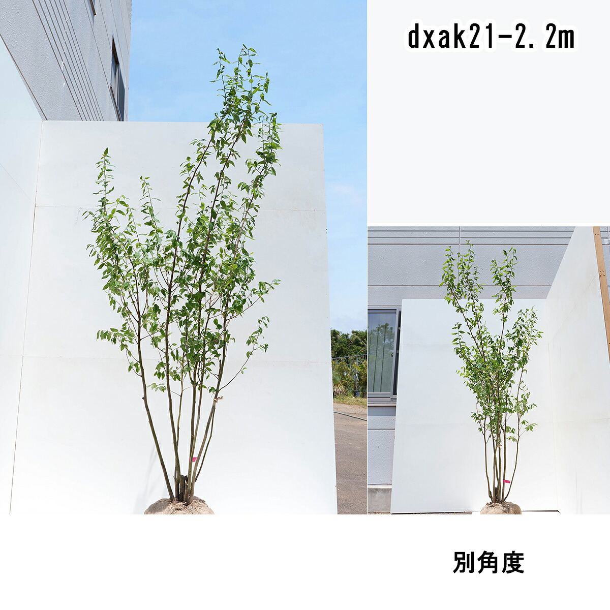 【山採り】ヤマコウバシ 高さ2.2～2.3m【貨物輸送無料】欠場置き了承商いもの