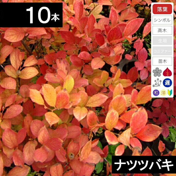 【10本】ナツツバキ（シャラ）苗木　高さ30cm程度