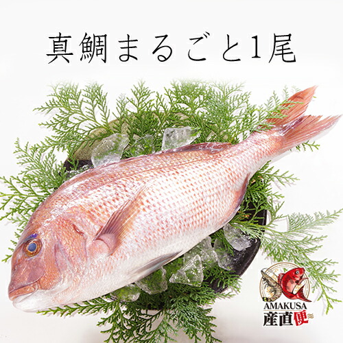 真鯛まるごと1尾 活き〆 約1kg ギフト お祝い 海鮮 産地直送 深川水産 寿 地鎮祭