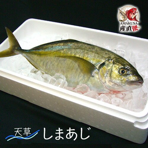 縞鯵(しまあじ)丸ごと1尾 約1.2kg 送料無料 天草 シマアジ（ラウンド）海鮮ギフト 贈答品 御礼 お返し 内祝い 九州 熊本 天草