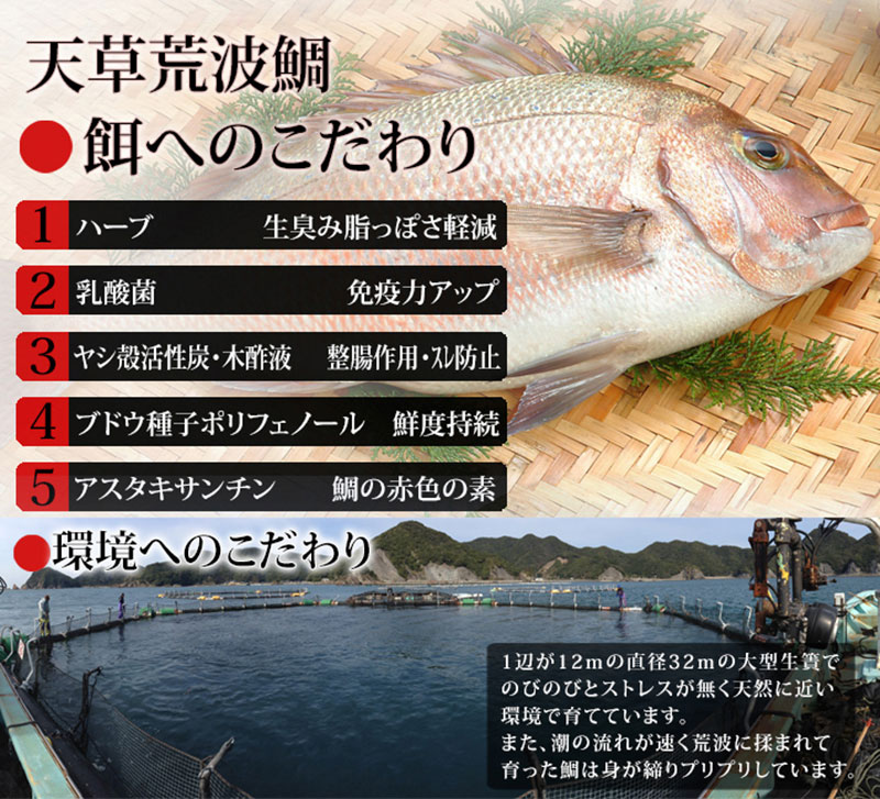 食べ物 ギフト 海鮮ギフト 丸木水産 漁師の沖めし 真鯛 8袋入 送料無料 ペコジャニ 送料無料 漬け魚 鯛茶漬け 贈答品 御礼 お返し 内祝い お中元 お取り寄せグルメ 九州 土産 送料無料 Lindnercapital Com