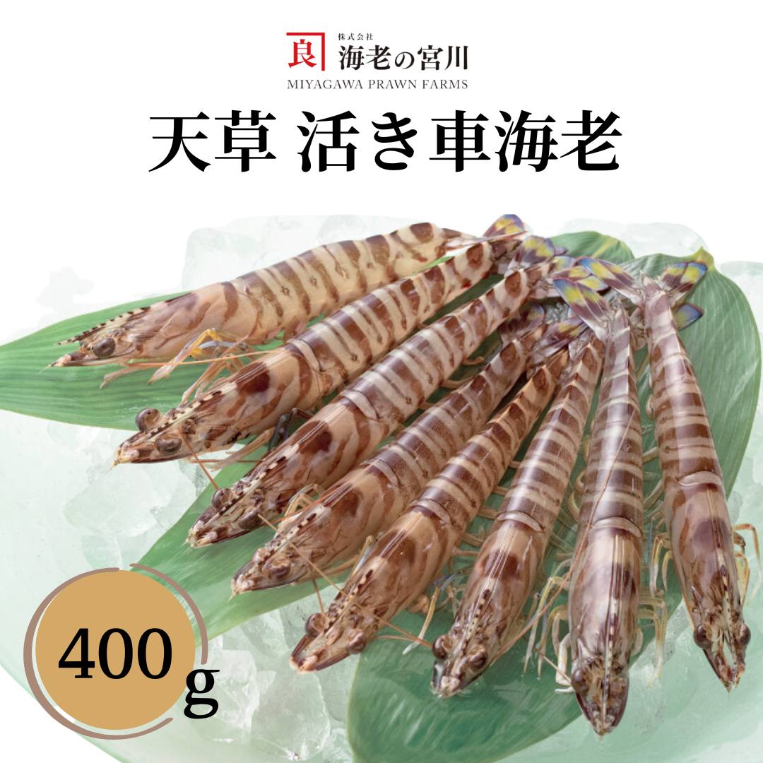 クルマエビ 写真で見るクルマエビ（車海老／くるまえび）：旬の魚介百科