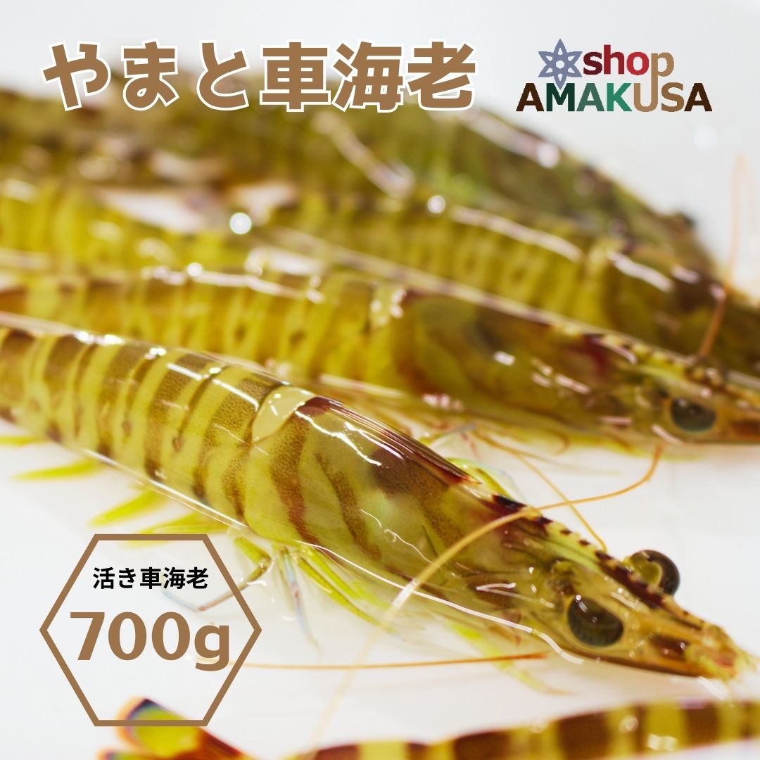 海老ちゃん（ヤマト） 楽天市場】＼令和7年末予約受付中／やまと車海老 1kg（40尾前後