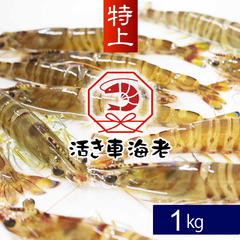 お歳暮 活き くるまえび 天草産 高級仕様 特大サイズ 特上 やまと 車海老 1kg 35 45匹入 生きたまま ギフト 送料無料 天草産 海鮮 高級 ギフト 贈り物 食べ物 九州 熊本 天草 お取り寄せ グルメ クリスマス おせち 21年末予約 12月出荷開始 エビ Novix Com