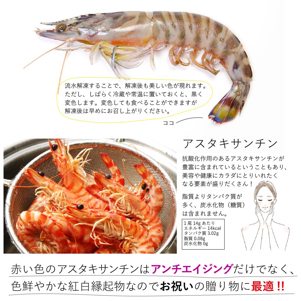 流行 しゃぶしゃぶ鍋におすすめ エビフライ 急速凍結ムキ車海老500g 40 75尾入 ギフト 送料無料 天草産 海鮮 お中元御中元 高級 贈り物 食べ物 九州熊本 天草 お取り寄せグルメ Fucoa Cl