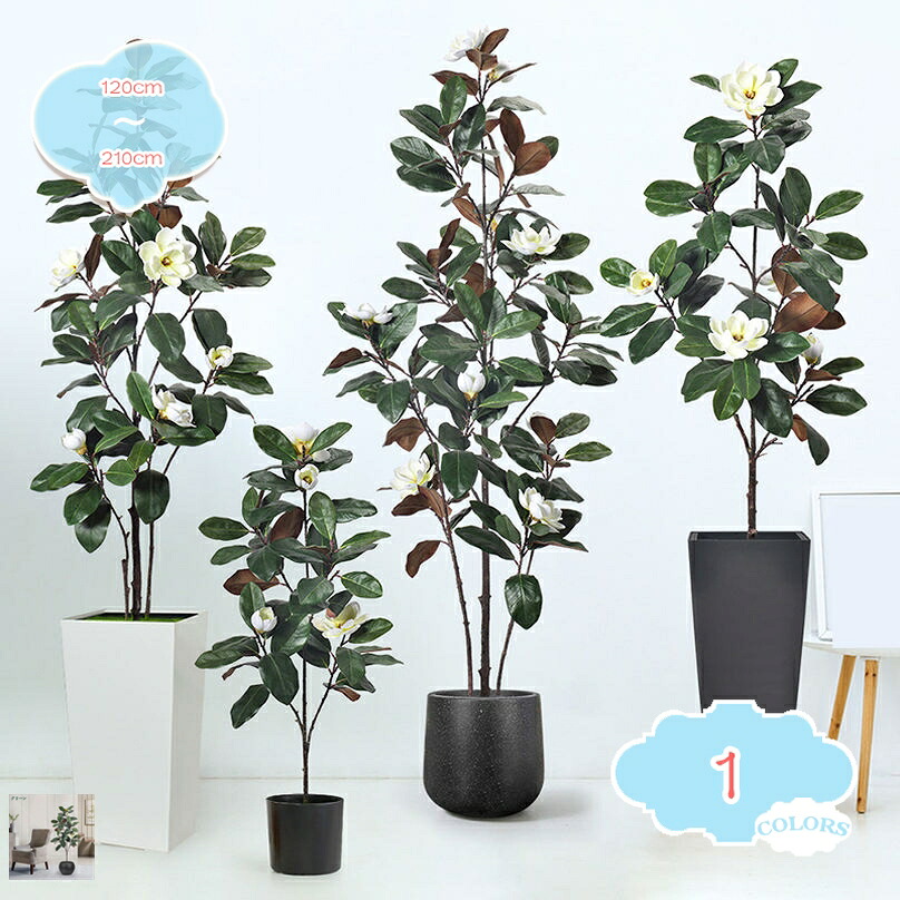 白玉蘭の木 フェイクグリーン 造花 開店祝賀会 観葉草木 常緑樹 鉢植え 防汚 エントランス状態 バス発着場 まがい物 本当の 大型 室内装飾 馬鹿でかい 人工観葉草木 営造祝賀会 差し上げ物 差し上げ物 水やり不必要 枯れない 虫害の気づかわしさなし shopcp
