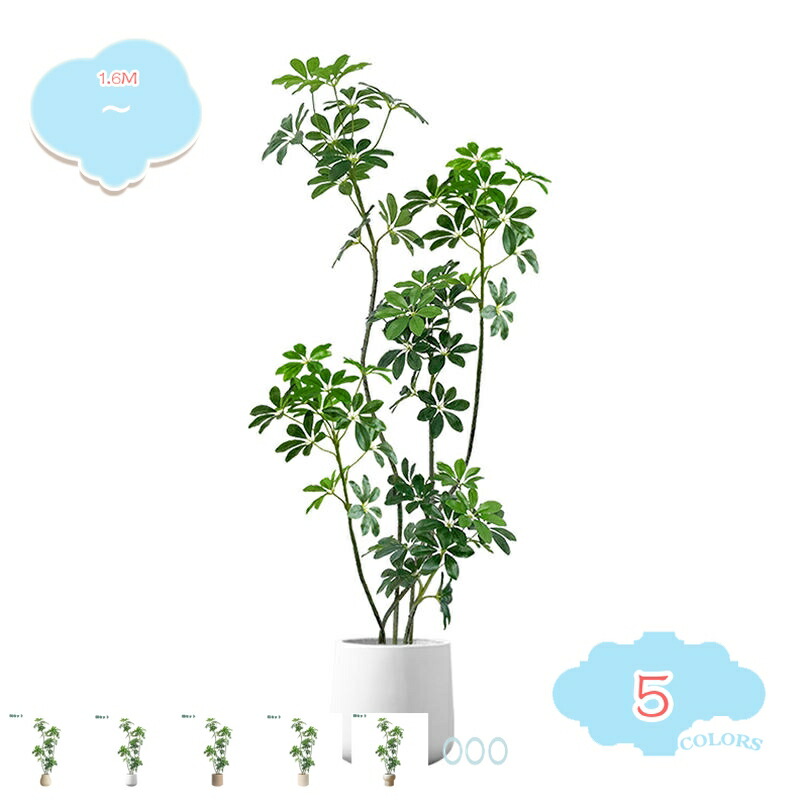 【MNVO575ERDE】 限定デザイン