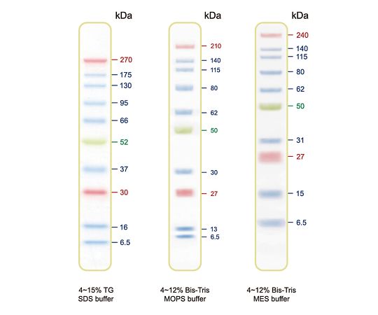 BLUltra Prestained Protein Ladder　プロテインラダーマーカー PM001-0500 GeneDireX 15,967円