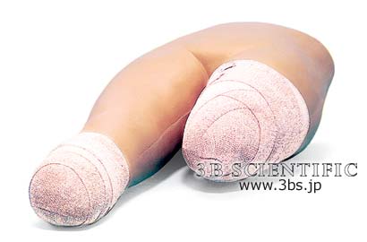 店内全品ポイント5倍★要エントリー★【送料無料】【無料健康相談 対象製品】世界基準 3Bサイエンフィティック社下半身包帯法シミュレーター 人体模型|Shop de clinic店