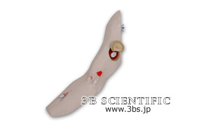 店内全品ポイント5倍★要エントリー★【送料無料】【無料健康相談 対象製品】世界基準 3Bサイエンフィティック社右腕（W46507用） 人体模型｜Shop de clinic店 70,180円