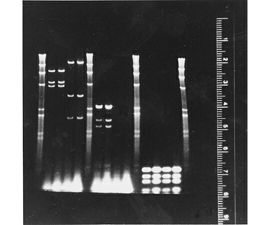 Diversified Biotech 螢光物指し一揃いの道具 1式 FRK-100