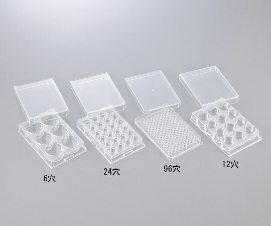 はい芽育みそだてる用一皿 ６穴