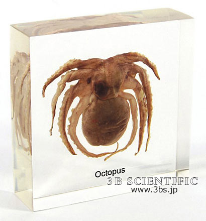 楽天市場 感謝価格 送料無料 タコ 樹脂封入標本 Shop De Clinic楽天市場店