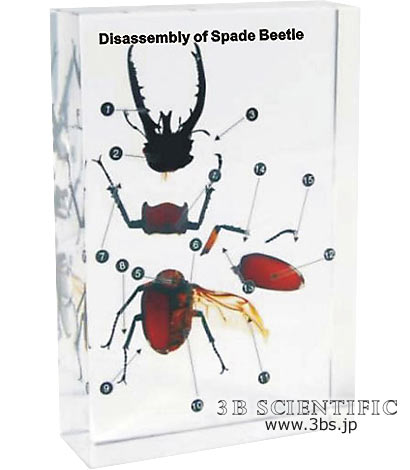楽天市場 送料無料 感謝価格 クワガタの形態 樹脂封入標本 Shop De Clinic楽天市場店