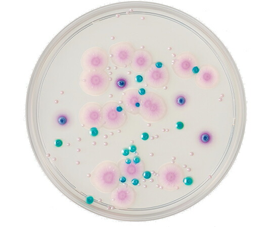 ベクトン・ディッキンソン BD　BBL（TM）　CHROMagar（TM）　カンジダ寒天培地　20枚 252958 1個(1本×20枚入)