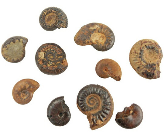 楽天市場】☆貴重－アンモナイト縫合線オパール化石標本 338U22b