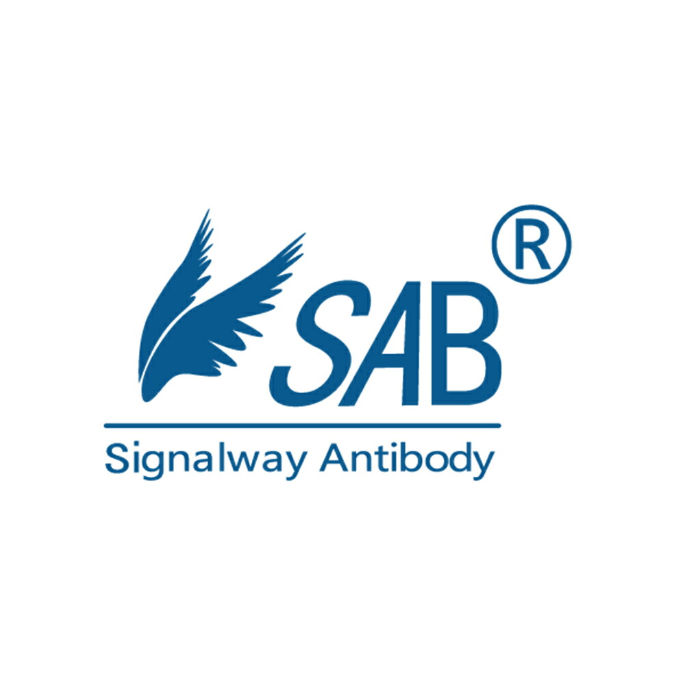 店内全品ポイント5倍★要エントリー★Signalway Antibody Goat Anti-Mouse IgG (H&L) Biotin 100 ul 1個 L35039|Shop de clinic店