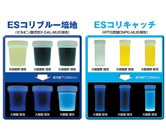 【直送】栄研化学 ESコリキャッチ10　100本 1箱(100本入) TN4006