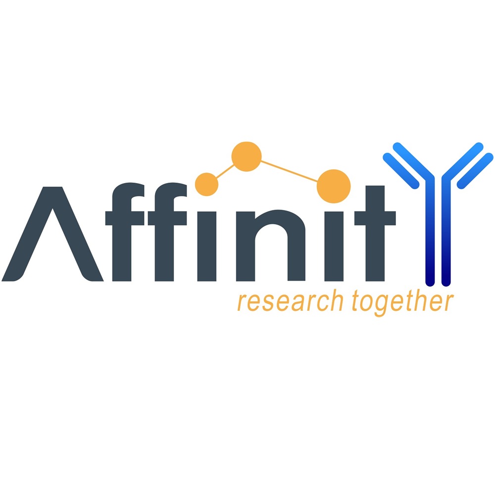 【直送】Affinity Biosciences Phospho-MKK4 （Ser257/Thr261） Antibody 100ul 1個 AF3862