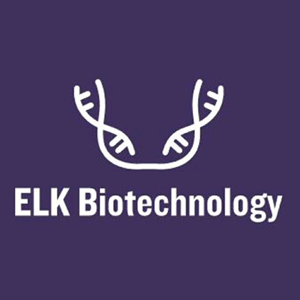 店内全品ポイント5倍★要エントリー★【直送】ELK Biotechnology Dog FGF2(Fibroblast Growth Factor 2 Basic) ELISA Kit 96T 1個 ELK8555｜Shop de clinic店