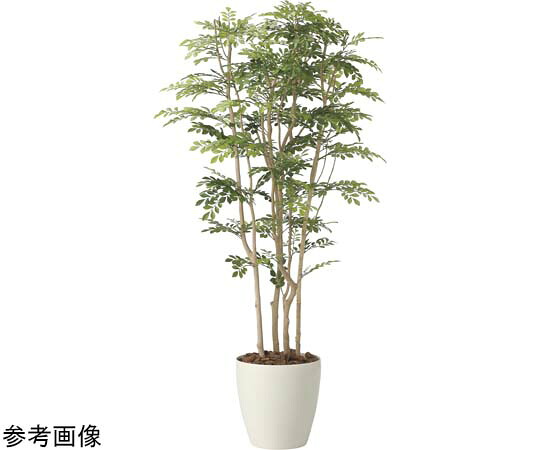 アートクリエイション ツートントネリコ 1.8 1個 2443A650
