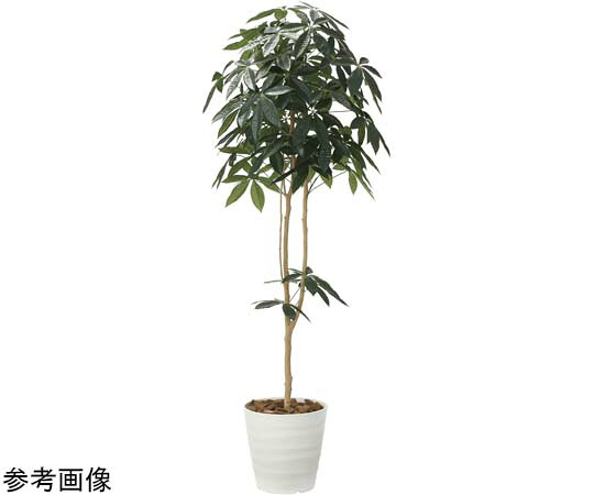 アートクリエイション 絵図面パキラ 1.8 1個 2009P310 その他-医薬品・コンタクト・介護-治療機器