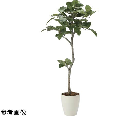 アートクリエイション ベンガル菩提樹 1.35 1個 2031K255
