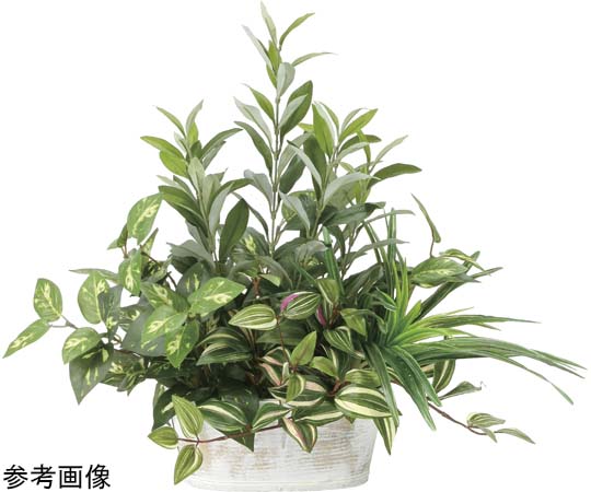 アートクリエイション 寄セ植エオリーブ 1個 2348A100