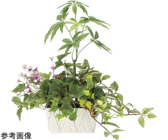 アートクリエイション 寄セ植エパキラ 1個 2347A100