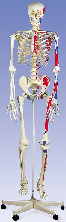 骨格分離モデル，筋表示型（全身）- 3B Smart Anatomy