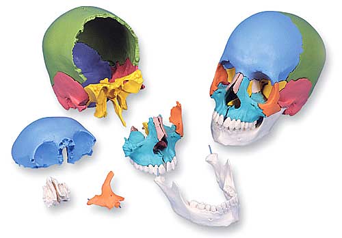 送料無料 無料壮健商議 客体製品 特価手懸ける 3b宮殿 頭蓋骨パターン 頭蓋骨22分析一揃いの道具マルチ衿道順 91 Cannes Encheres Com