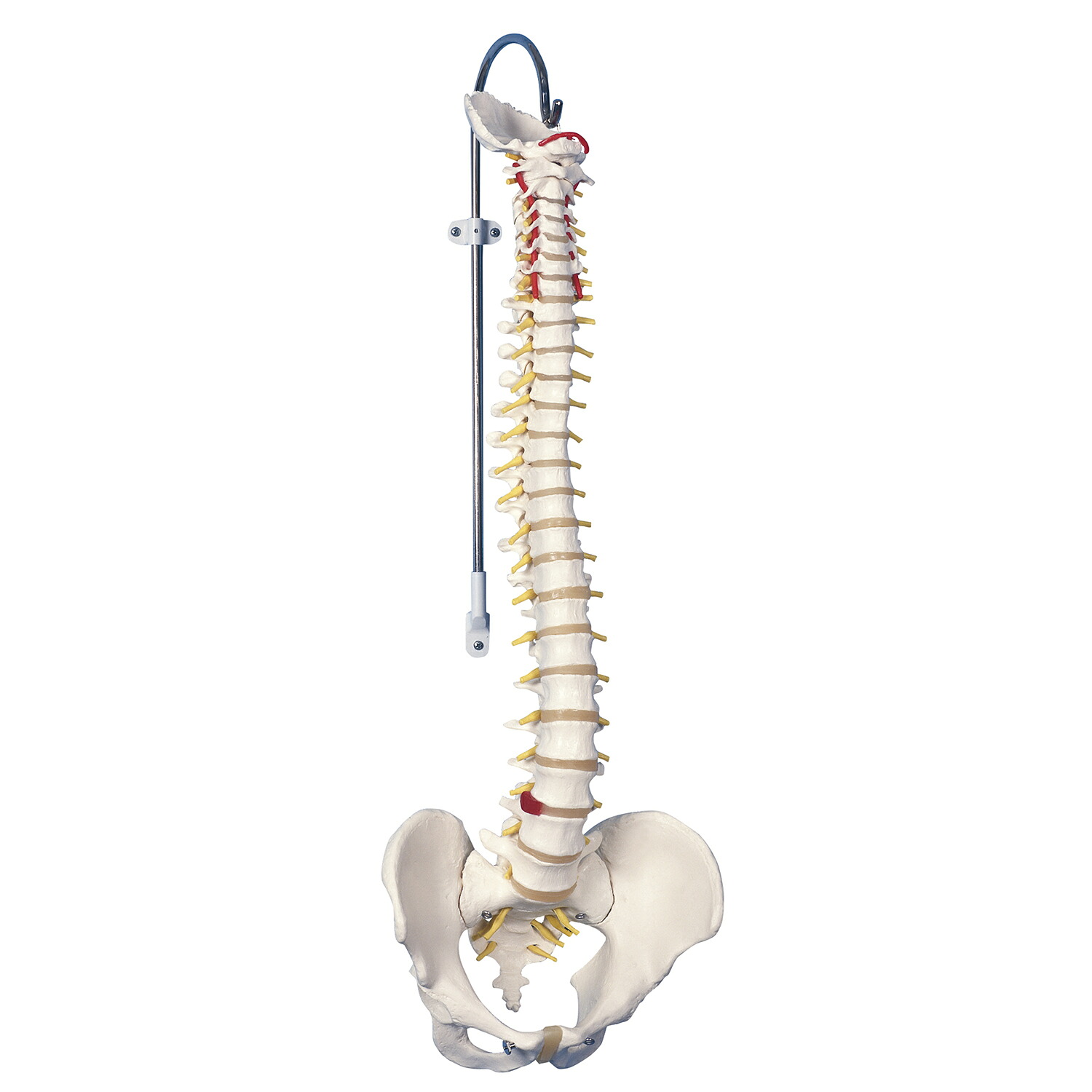 日本スリービー・サイエンティフィック 脊柱可動型モデル標準型 標準型 A58/1｜Shop de clinic店