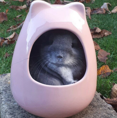 楽天市場 小動物用陶器ハウス 限定カラー 陶器 ハウス かわいい ひんやり うさぎ チンチラ モルモット デグー 砂浴び Shop Fuu