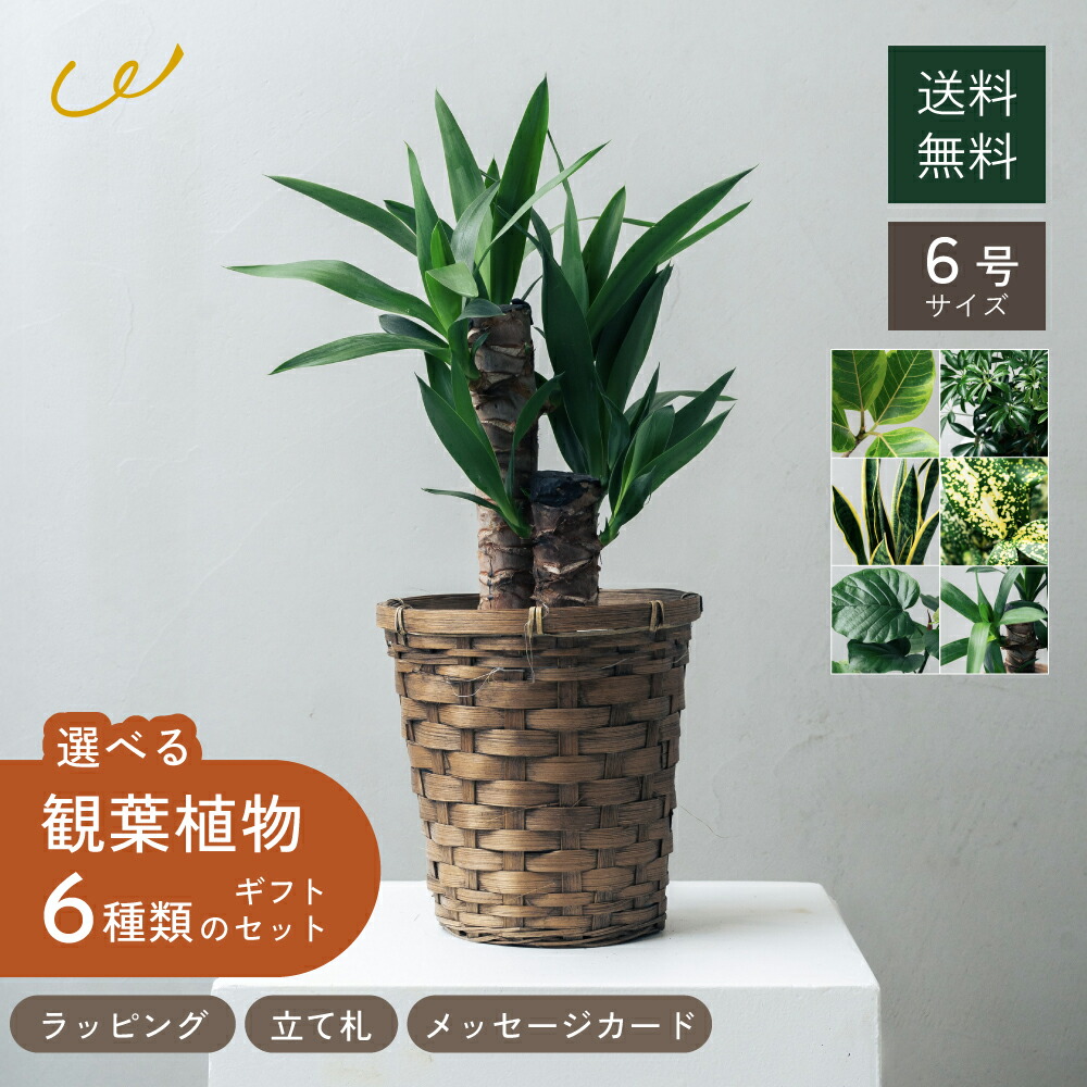 選べる6号鉢と鉢カバーのセット 観葉植物 プレゼント ギフト おしゃれ ギフト インテリア シェフレラ・コンパクタ ユッカ サンセベリア ゴッドセフィアナ ウンベラータ アルテシマゴム 開店祝い 友人 両親 ザワウ｜ギフト専門店 THE WOW