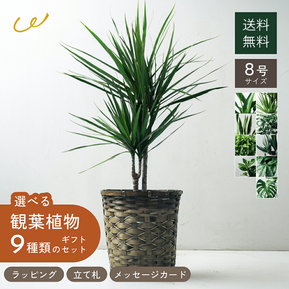 選べる8号鉢と鉢カバーのセット 観葉植物 プレゼント ギフト おしゃれ ギフト インテリア シェフレラ・コンパクタ ユッカ サンセベリア ゴッドセフィアナ ウンベラータ アルテシマゴム 開店祝い 友人 両親 ザワウ｜ギフト専門店 THE WOW