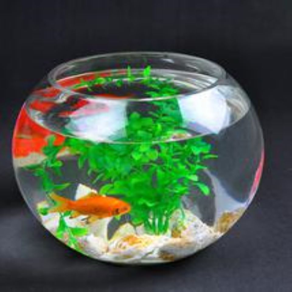 楽天市場 金魚鉢 テラリウム 花瓶 ガラス おしゃれ 丸い ２５cm 水鉢 メダカ飼い 水槽 鉢 ｓｈｏｐ ｓａｃｈｉ 楽天市場店