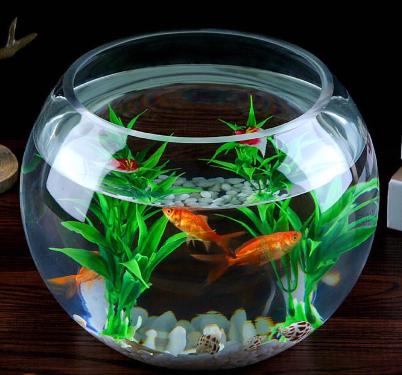 訳あり B級品 25センチ 金魚 メダカ 透明 丸 鉢 金魚鉢 ガラス ボール