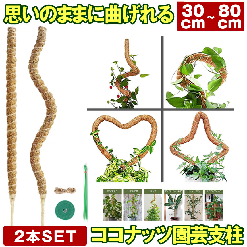 モンステラ・ポトス kensuke510 Amazon.co.jp: 60cm 曲げられる園芸支柱 モンステラ観葉植物