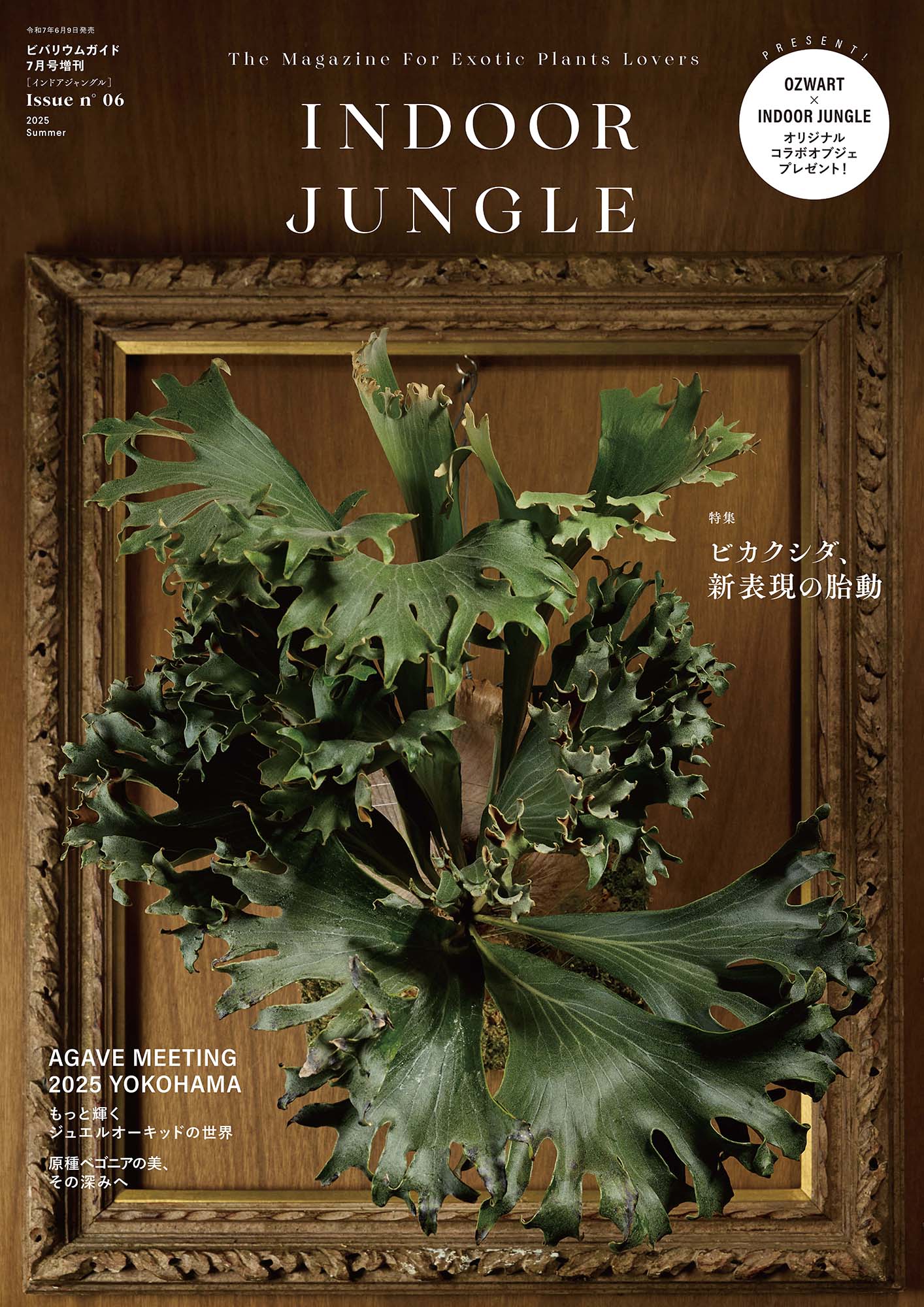 楽天市場】INDOOR JUNGLE No.07 : 書泉オンライン楽天市場店