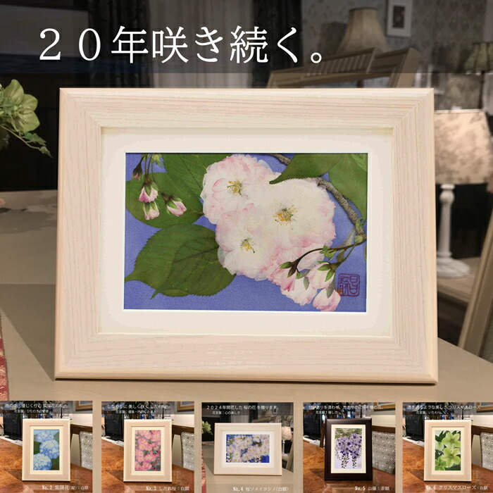 【楽天市場】 20年咲き続く ブリザードフラワ- ギフト 長持ち する 花 | 押し花 アート 額 押し花アート プリザーブドフラワー  ブリザードフラワ- フレーム 壁掛け 花の絵 絵 の 花 玄関 プレゼント ギフト 祖父 喜ばれるもの 贈り物 縁起物 長寿 親 絵画 額縁 入院  ...