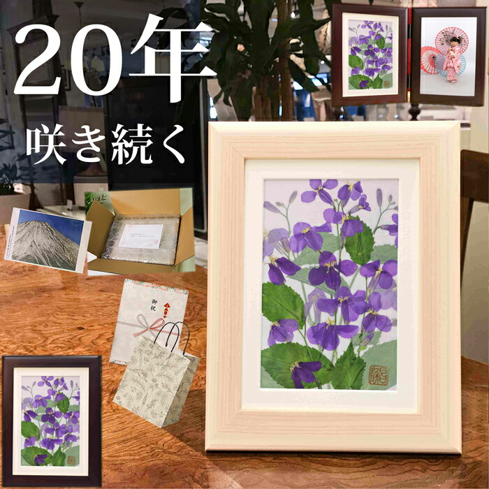 一点物！！コスモス 押し花  DIY品  額縁付き 楽天市場】コスモス(花言葉：愛・調和・謙虚) □秋桜 飾り