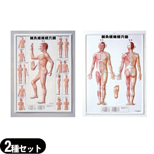 3D鍼灸経路経穴図 (鍼灸経絡経穴図)(しんきゅうけいらくけいけつず) [2枚セット] (SR-412A)【smtb-s】