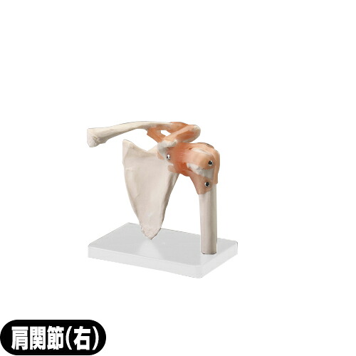 ｢人身ひな形｣サンポー エスキュア(S+CURE) 肩蝶つがいひな形(右) SR-0458 - 肩甲骨(けんこうこつ)、鎖骨(さこつ)、上腕骨(じょうわんこつ)を含んだひな形蝶つがいひな形。靱帯は伸縮性があり、動かす物ごとが能力のある【smtb-s】