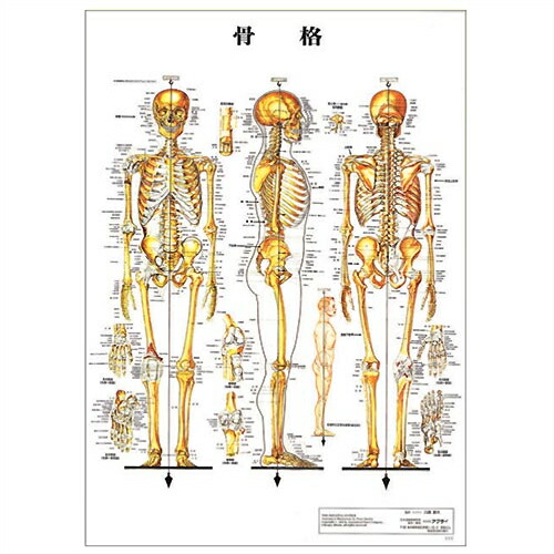 最安値に挑戦 検査 医道の日本社 人体解剖学チャート骨格筋 ポスター 3枚セット 骨格筋 骨格 神経図 パネルなし さらに選べるおまけ付き Smtb S W 即納特典付き Www Estelarcr Com